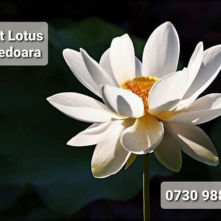 Night Lotus Hunedoara Exterior foto